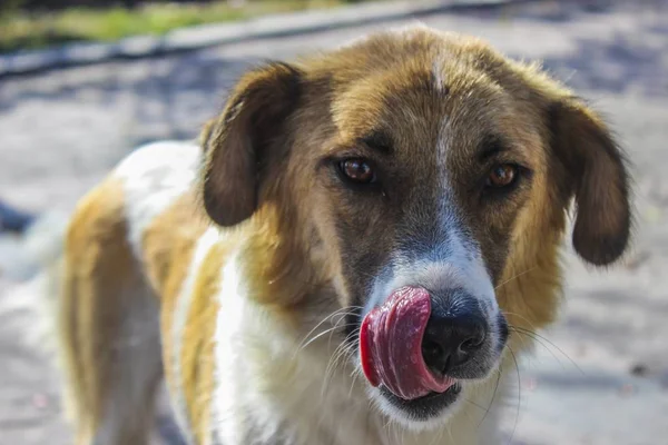 Pet Dog showing tongue closeup