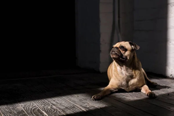 Dog sit on sun light at wood land