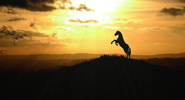 Wild Horse silhouette in sunset