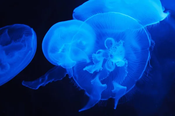 close up of blue jellyfish underwater