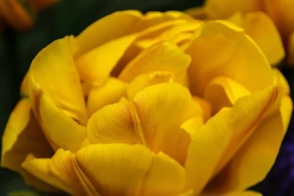 close up of spring Yellow tulip