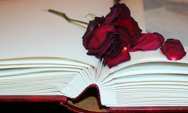 close up of Dried Rose on the book