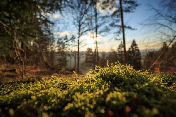 Wild Forest, ground view.