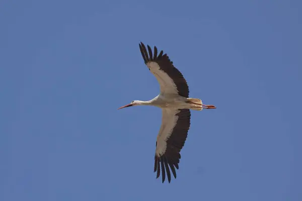 Flying Stork in blue sky