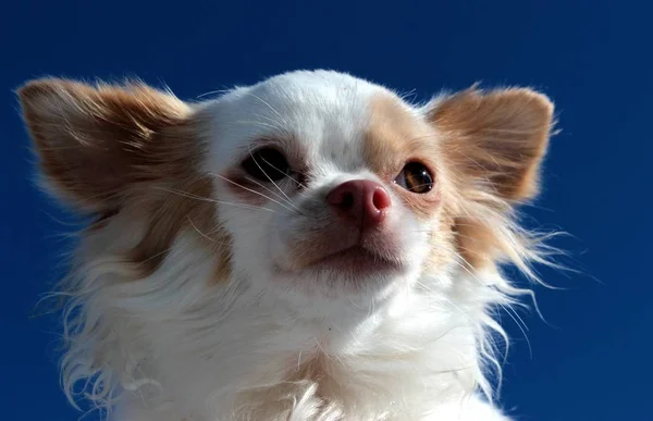 White Chihuahua Closeup  outdoors