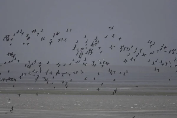 Group of Birds Flying on river