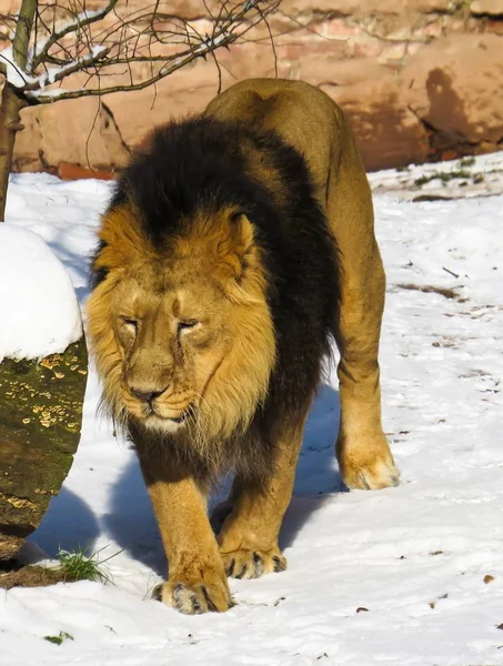Wild Lion in snow