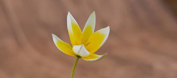 Beauty of yellow flower