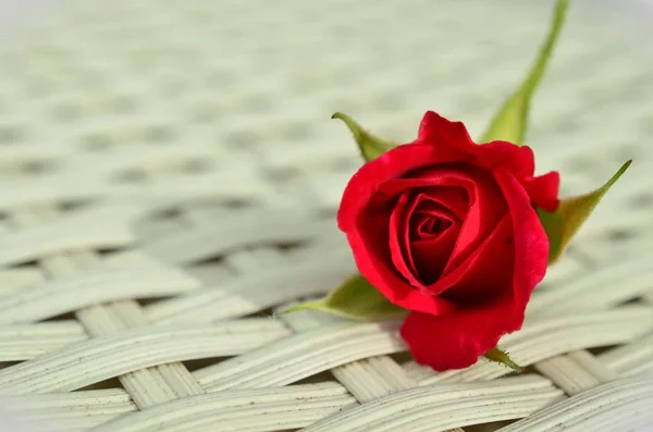 close up of spring Red Rose blooming