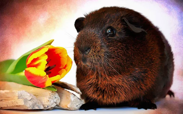 Guinea Pig with yellow flower