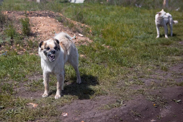 Aggressive barking dogs  view