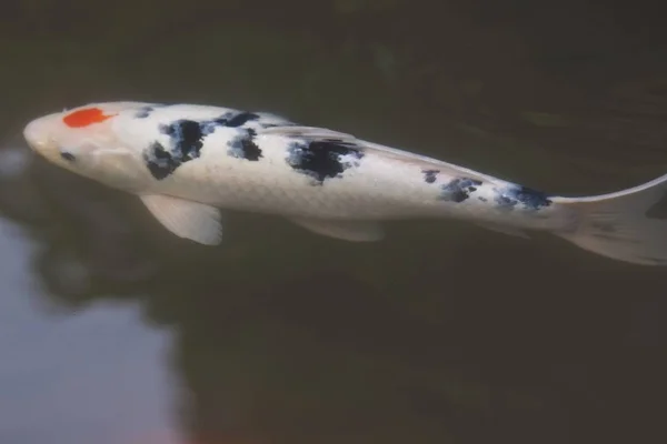 Brocade Carp swimming in water