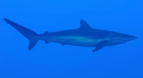 Silky Shark In Blue Water