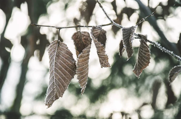 Dry Leaves on frozen branch