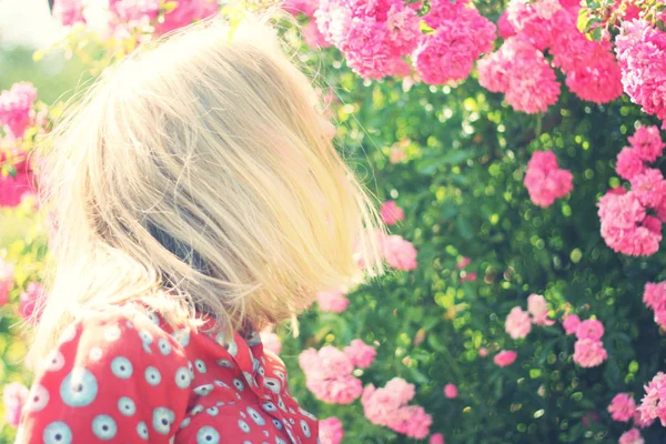 Pink Flowers in the garden