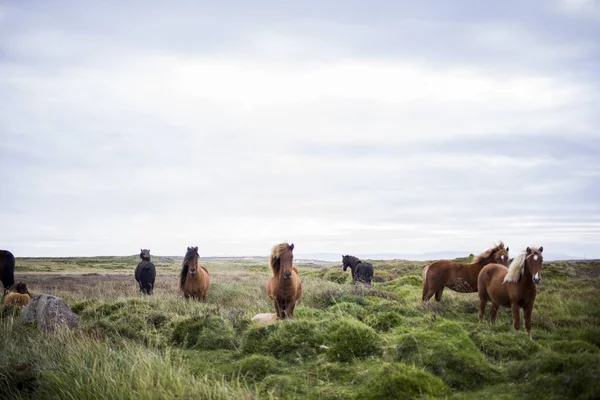 close up of horses in the field at daytime