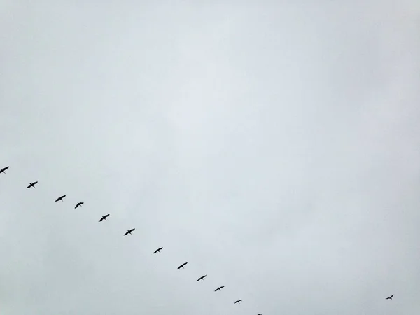 Birds in line in sky, monochrome