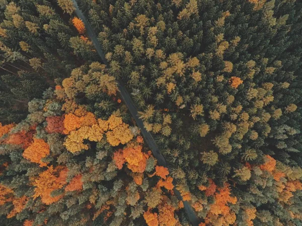 Aerial view of the forest