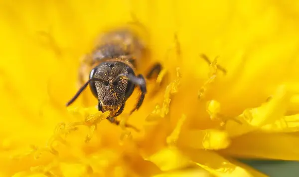Ant gathering nectar from Flower