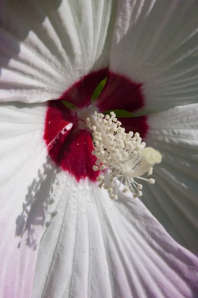close up of spring White Macro Hibiscus