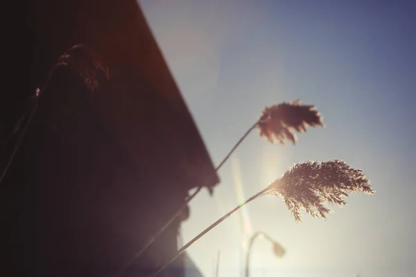 Plants with sunlight background