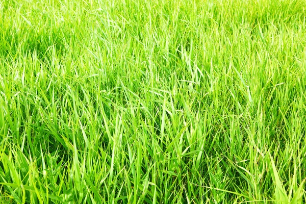 close up shot of green grass field