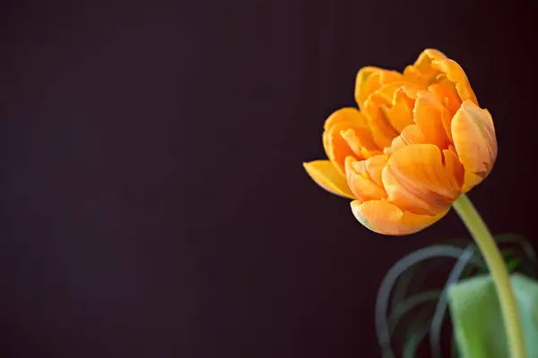 close up of spring tulip orange Flower