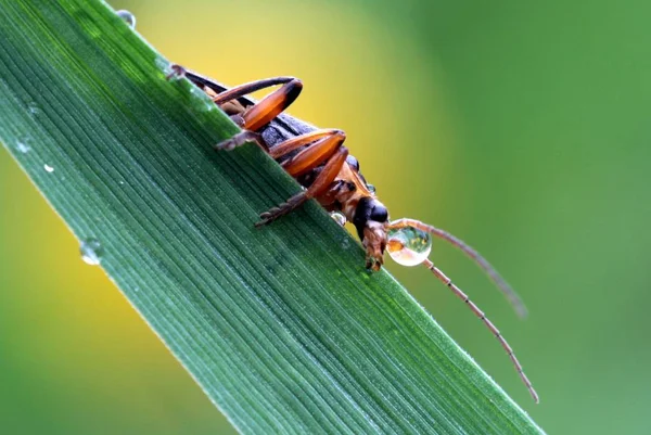 close up of Soldier Beetle animal wild