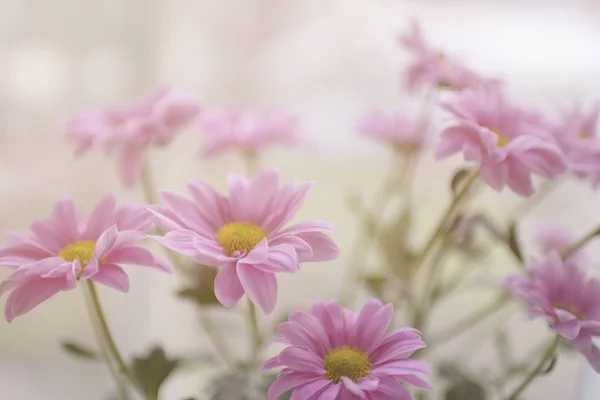 Pink flower in Garden