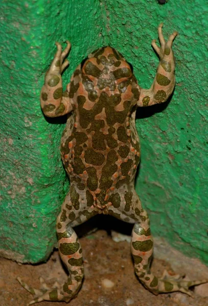 Spotted Frog standing on legs