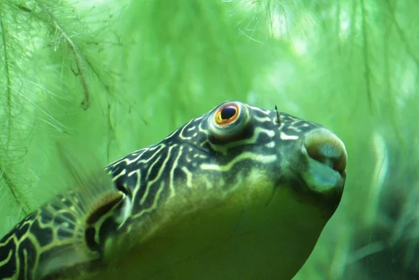 Fish in green water closeup