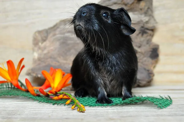 closeup of black guinea pig with flowers and stone