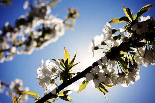 White Cherry blossoms under the sun