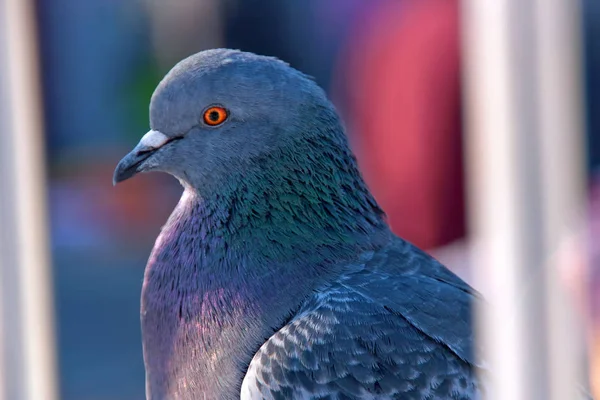 Gray dove bird on blurred background