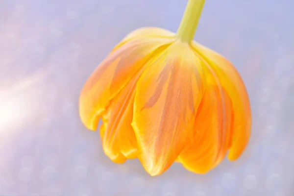 Yellow Tulip with white background