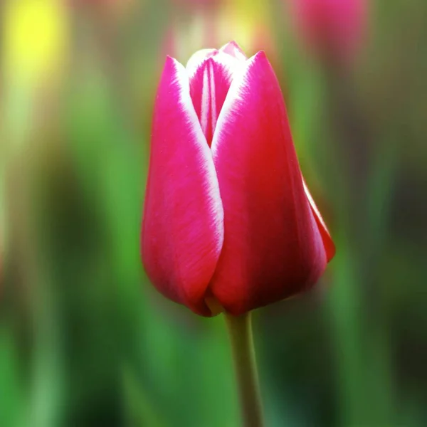 close up of spring tulip Flower
