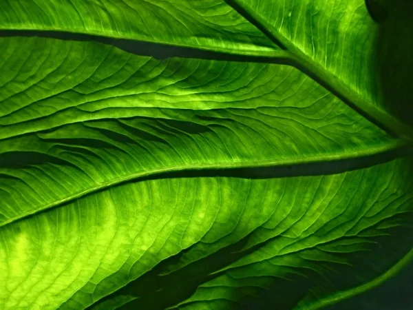 Green veins on leaf, cropped view.