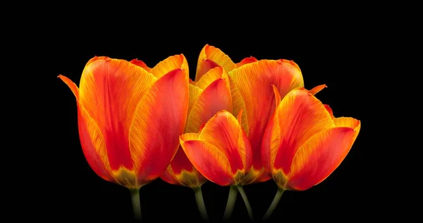 Orange Tulips fresh flowers