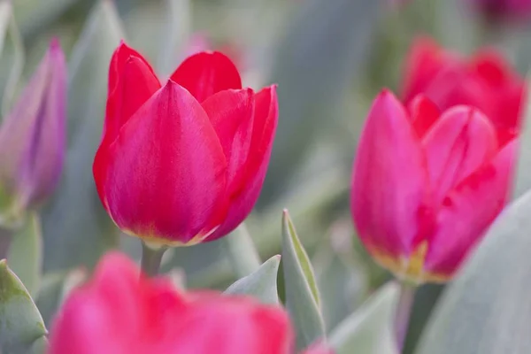 Fresh Red blloming Tulips