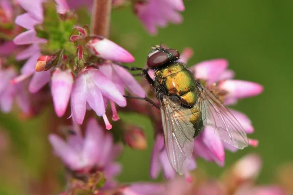 bee Fly on the pink Flower