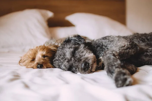 two dogs lying on Bed