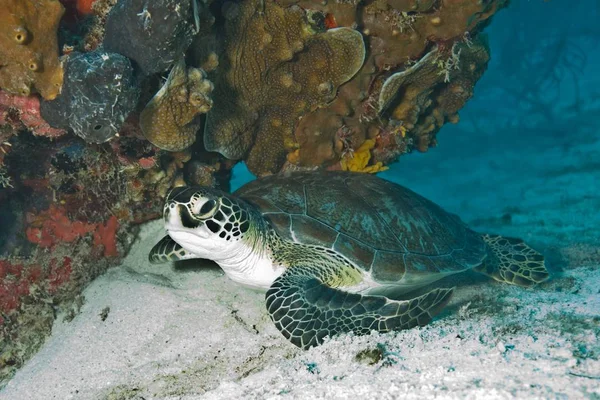 Turtle in the Sea animal