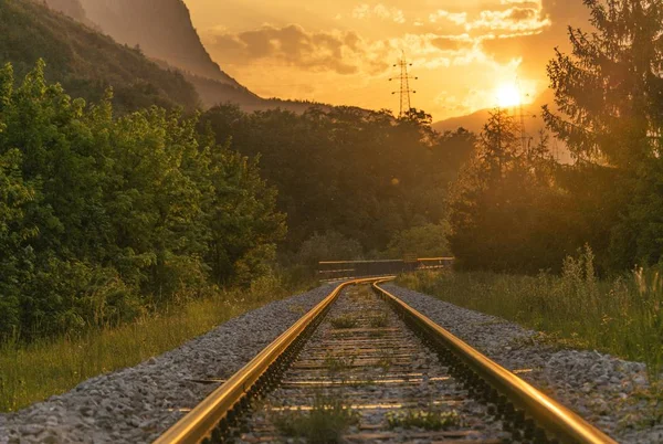 Train Tracks with green trees at the sunset