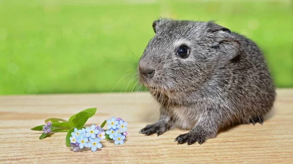 Guinea Pig on wooden board with flowers