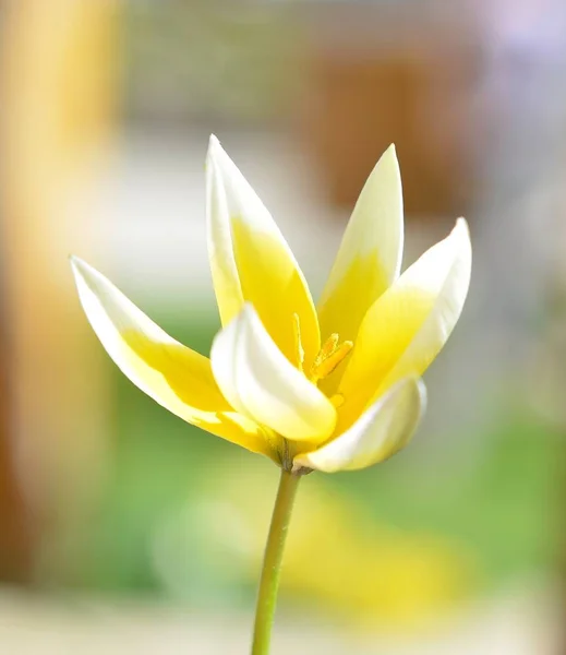 Fresh yellow flower close up