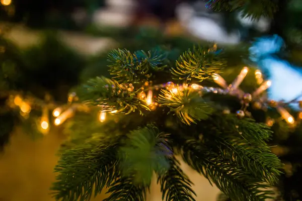 Lighting Tree, fir tree with grland