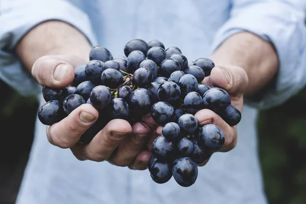 close up of Grapes in hands