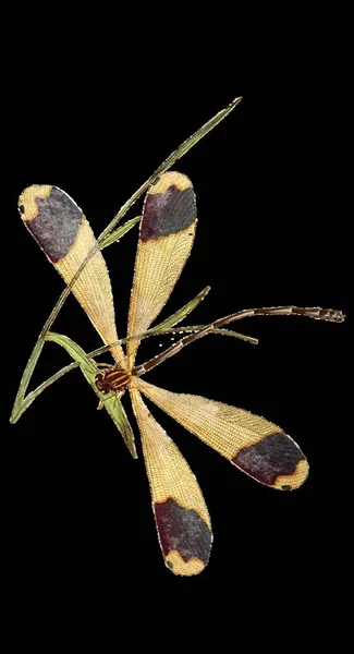 close up shot of Dragonfly on leaf