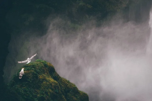 Seagulls flying by Waterfall