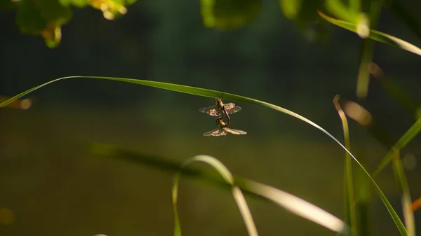 close up of Dragonfly flying